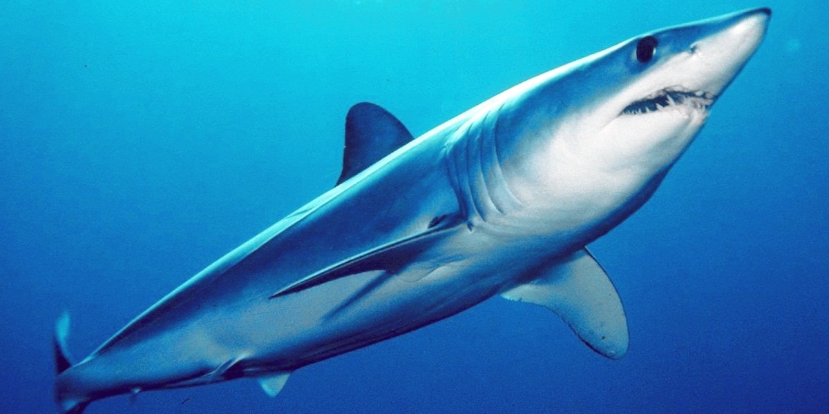 Read more about the article European industry warns against CITES listing of shortfin mako shark
