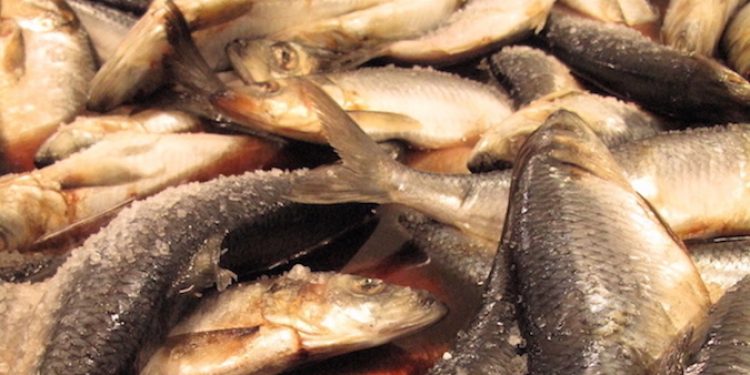 MSC certification for Atlanto-Scandian herring has been renewed - @ Fiskerforum