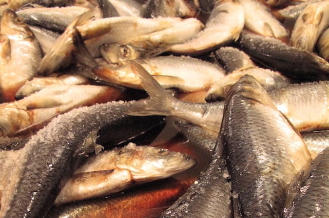 Read more about the article MSC certification for Atlanto-Scandian herring renewed