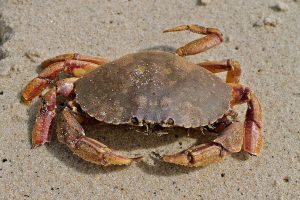 Atlantic rock crab are spreading steadily around Icelandic coastal areas - @ Fiskerforum
