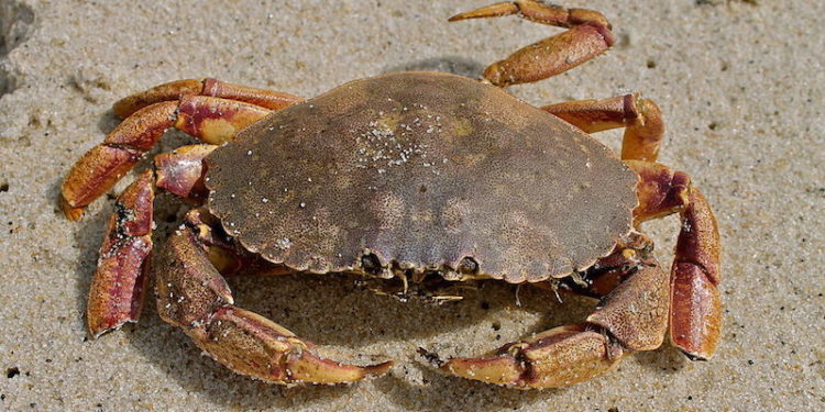 Atlantic Rock Crab, Cancer Irroratus Say, 1817 Phippsburg,… Patrick Randall  Flickr