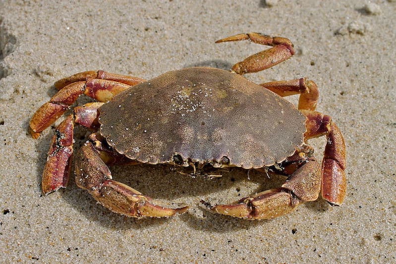 Read more about the article Iceland’s expanding crab population