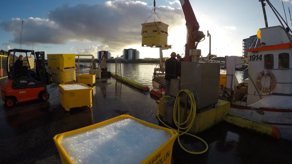 Iceland and Faroe Islands set out mackerel quotas - Vimarsana News