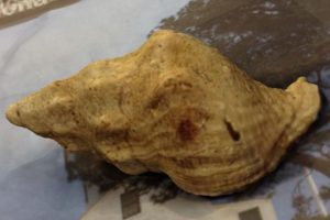 Giant golden whelks have sparked a Baltic gold rush - @ Fiskerforum