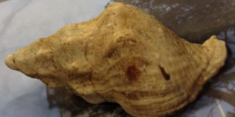 Giant golden whelks have sparked a Baltic gold rush - @ Fiskerforum