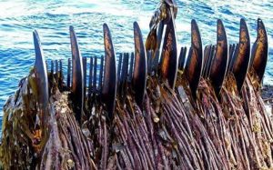 A petition has been organised opposing mechanical kelp harvesting in Scottish waters - @ Fiskerforum