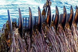 A petition has been organised opposing mechanical kelp harvesting in Scottish waters - @ Fiskerforum