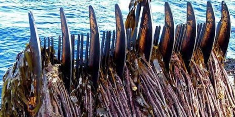 A petition has been organised opposing mechanical kelp harvesting in Scottish waters - @ Fiskerforum