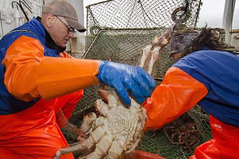 Read more about the article IMR recommends 1500 tonne crab quota