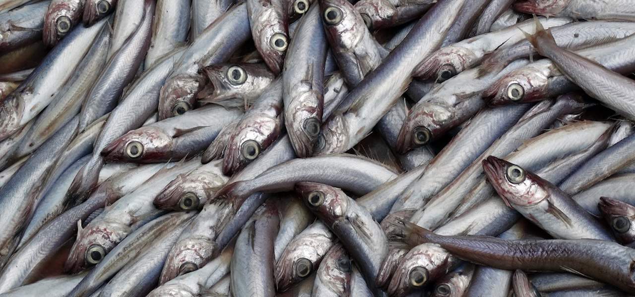 Read more about the article Biggest blue whiting for years
