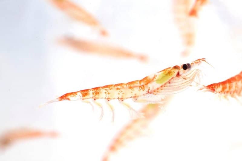 Read more about the article Rimfrost awarded second Antarctic krill licence