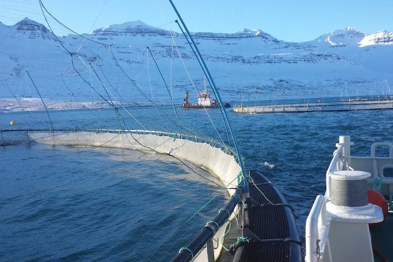 Read more about the article Iceland’s fish farmers merge with vessel owners association