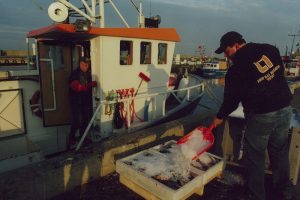 Landing cod at Simrishamn in Sweden - @ Fiskerforum