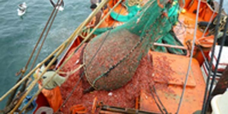 Chile squat lobsters and nylon shrimp fishery enters MSC.  Photo: landing of nylon shrimp - MSC - @ Fiskerforum