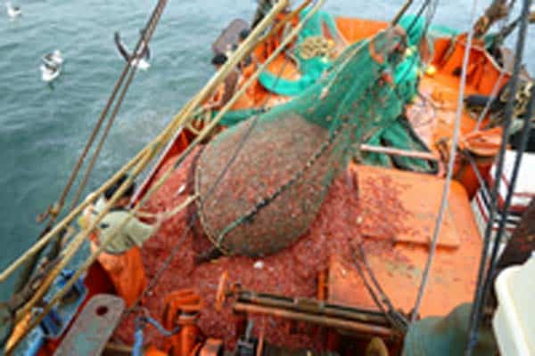 Read more about the article Chile squat lobsters and nylon shrimp fishery enters MSC