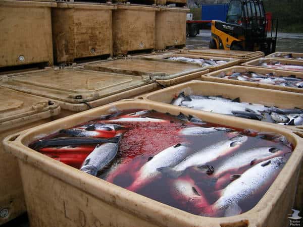 Read more about the article Scottish Fisheries Get £11million of European Funding