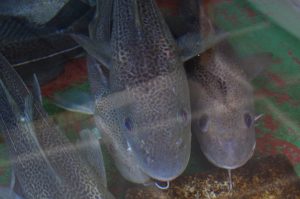 Cod is king for Norway’s fishing industry