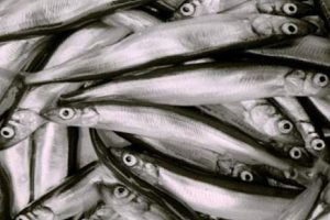 Pelagisk Forening has posed a series of questions about management of the capelin fishery. Image: Pelagisk Forenin - @ Fiskerforum