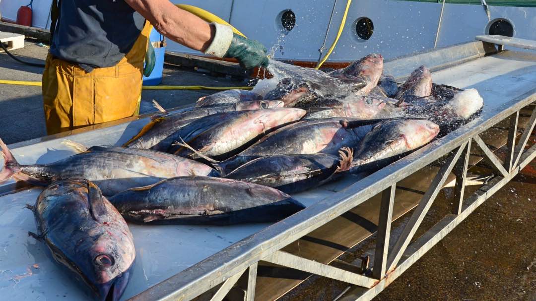 Read more about the article Albacore season gives Keroman a boost