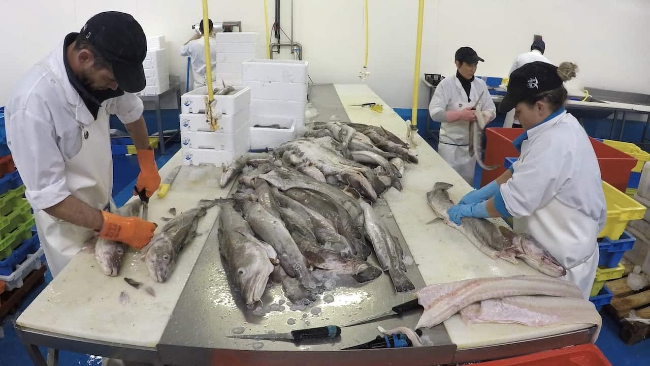 Read more about the article European fisheries deserve dedicated Commissioner