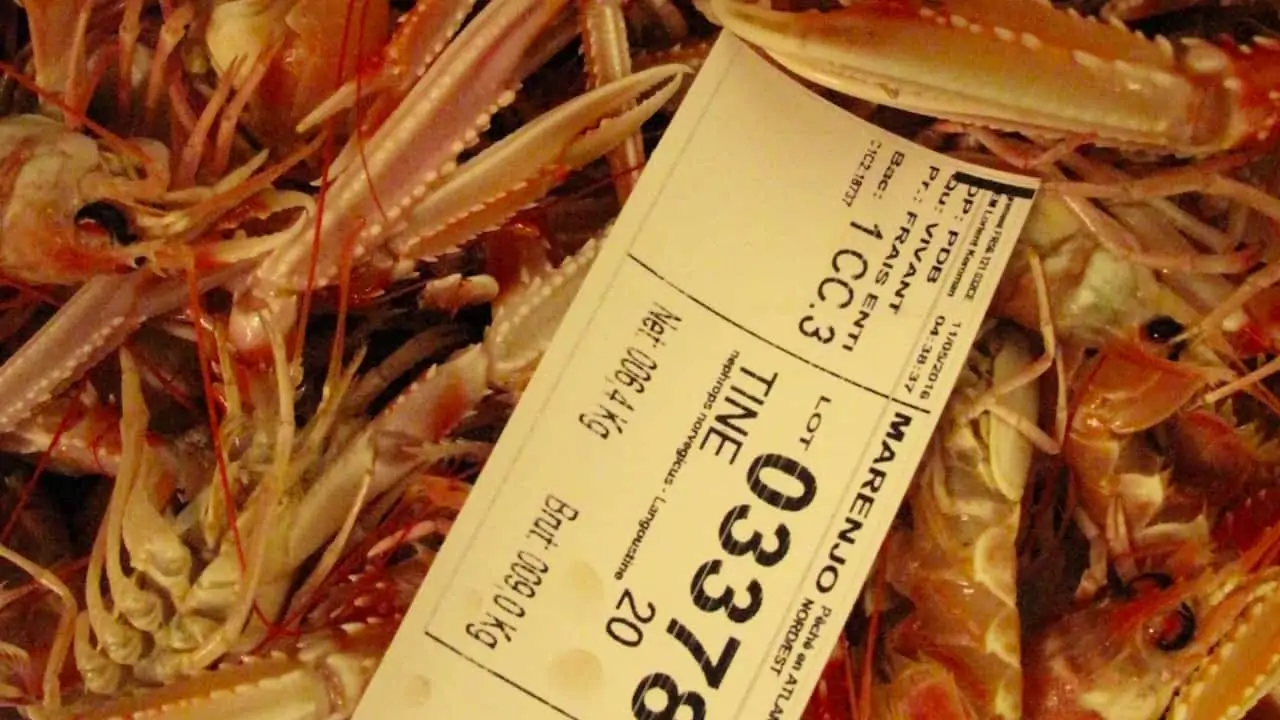 Read more about the article Langoustines return to Lorient – and octopus arrive