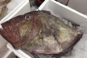 Supersize John Dory from Morocco – almost too big for the box - @ Fiskerforum