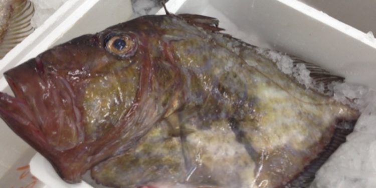 Supersize John Dory from Morocco – almost too big for the box - @ Fiskerforum