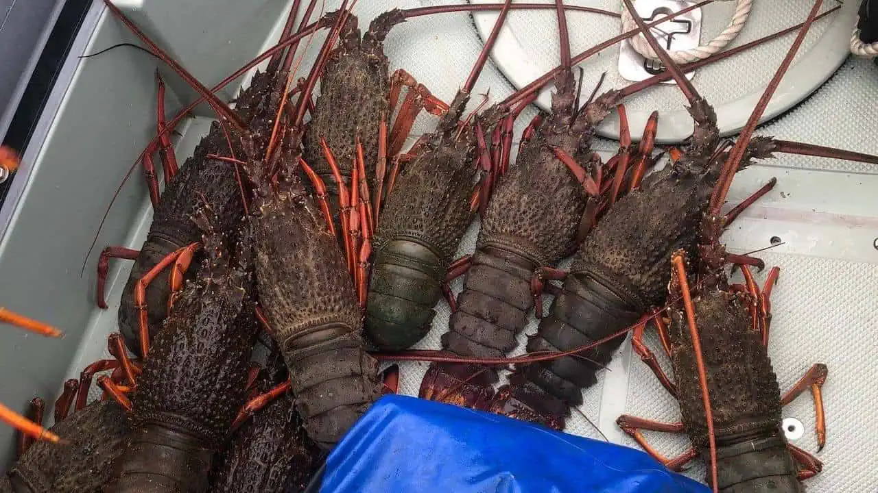 Read more about the article Two-year stretch for crayfish poacher