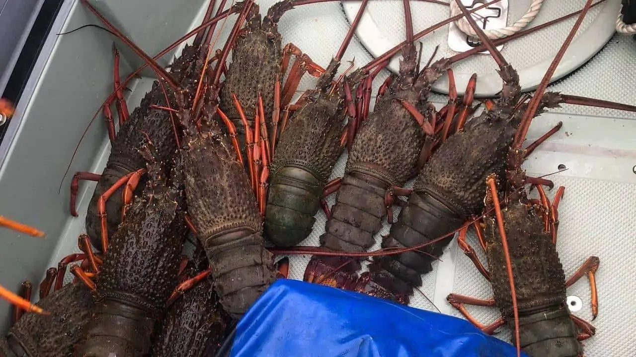Read more about the article Cracking black market crayfish ring