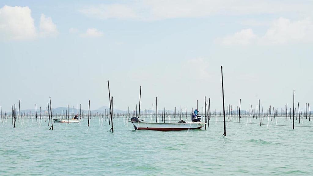 Read more about the article Seaweed venture to carry both fishery and aquaculture ecolabels