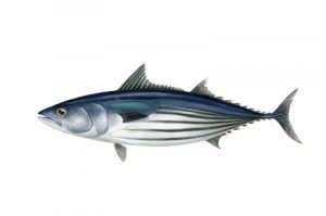 The Talley’s New Zealand skipjack tuna purse seine fishery is the eighth New Zealand fishery to be MSC certified - @ Fiskerforum