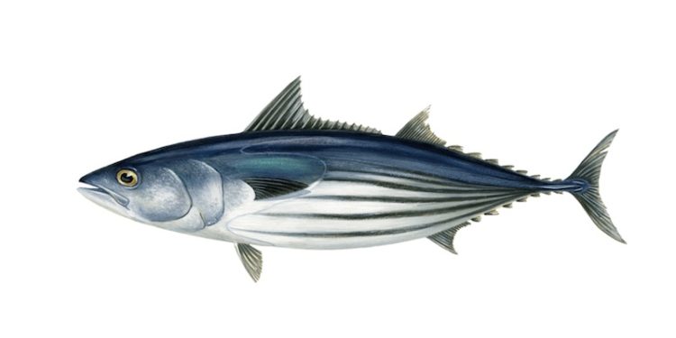 The Talley’s New Zealand skipjack tuna purse seine fishery is the eighth New Zealand fishery to be MSC certified - @ Fiskerforum