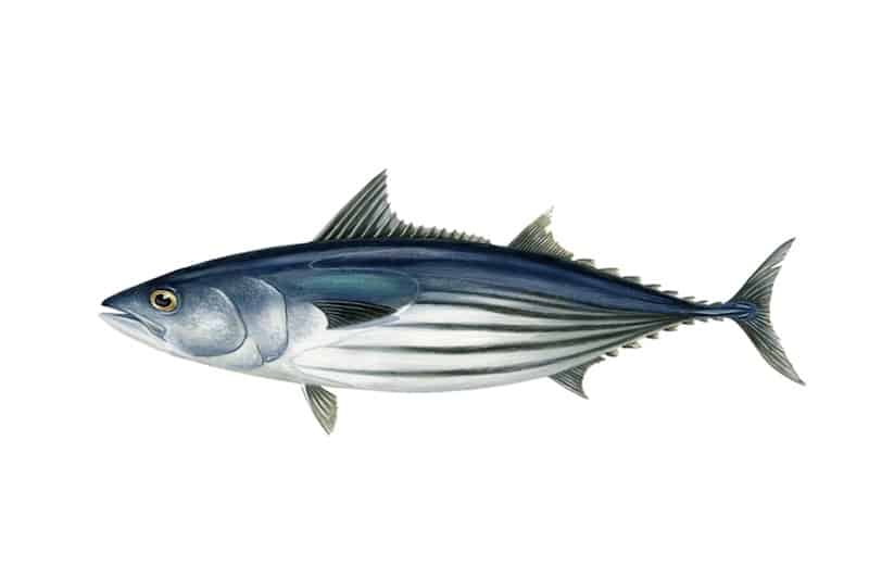 Read more about the article NZ skipjack tuna purse seine fishery gets MSC label