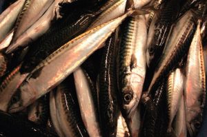 Quotas for mackerel