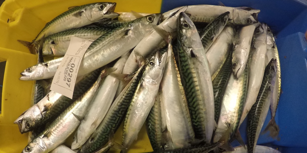 Read more about the article Spain and Ireland stand firm on mackerel