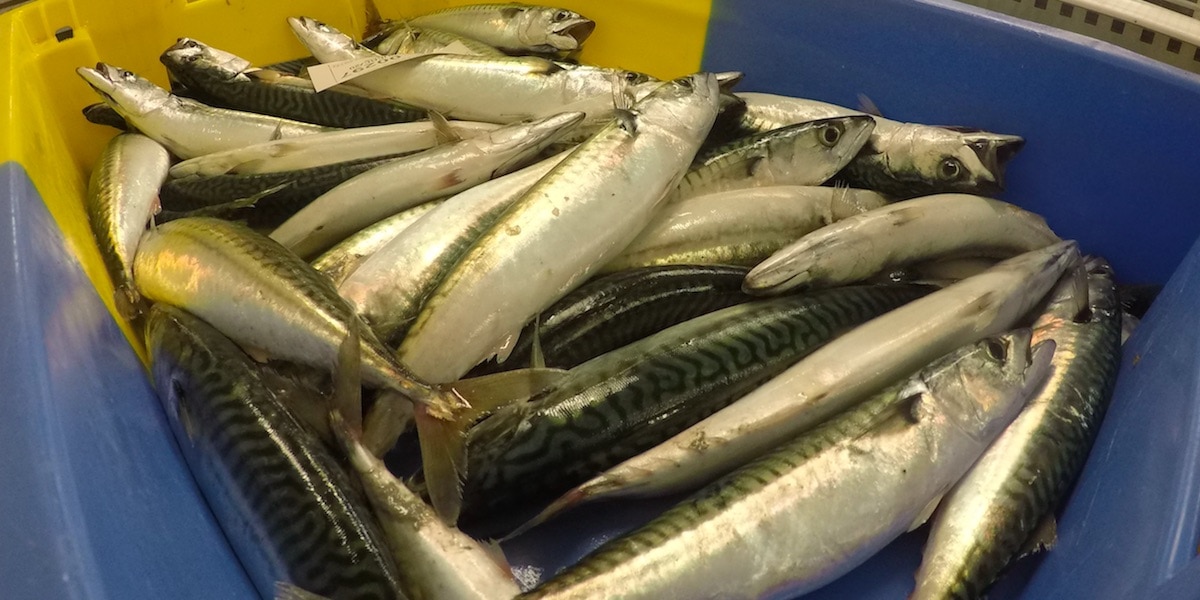 Read more about the article Mackerel all the way to Svalbard