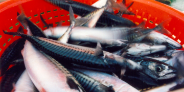 Mackerel indicators point downwards