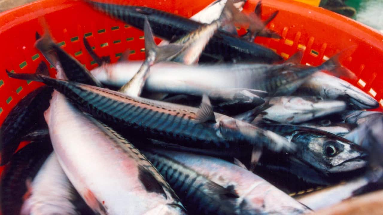 Read more about the article EU fishing industry calls for action against Norway and Faroes
