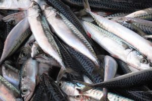 Iceland's mackerel season has been later than usual this year - @ Fiskerforum