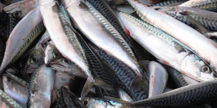Iceland's mackerel season has been later than usual this year - @ Fiskerforum