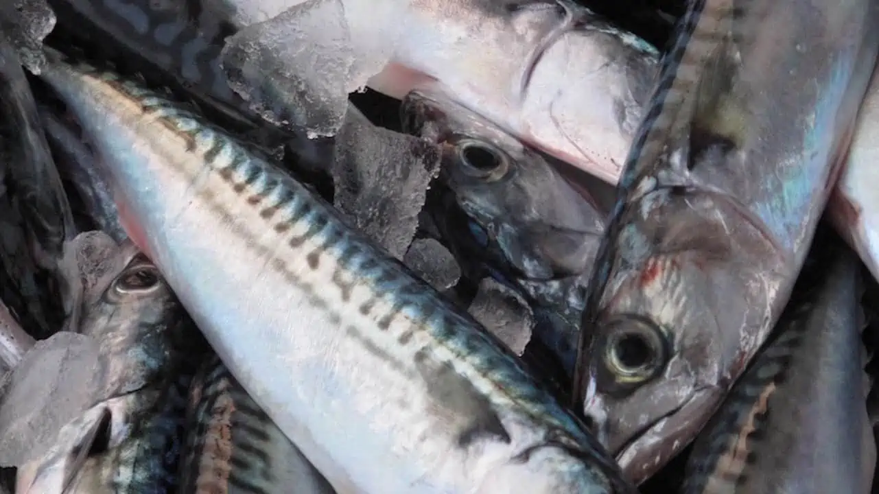 Read more about the article Blue whiting up, herring and mackerel down