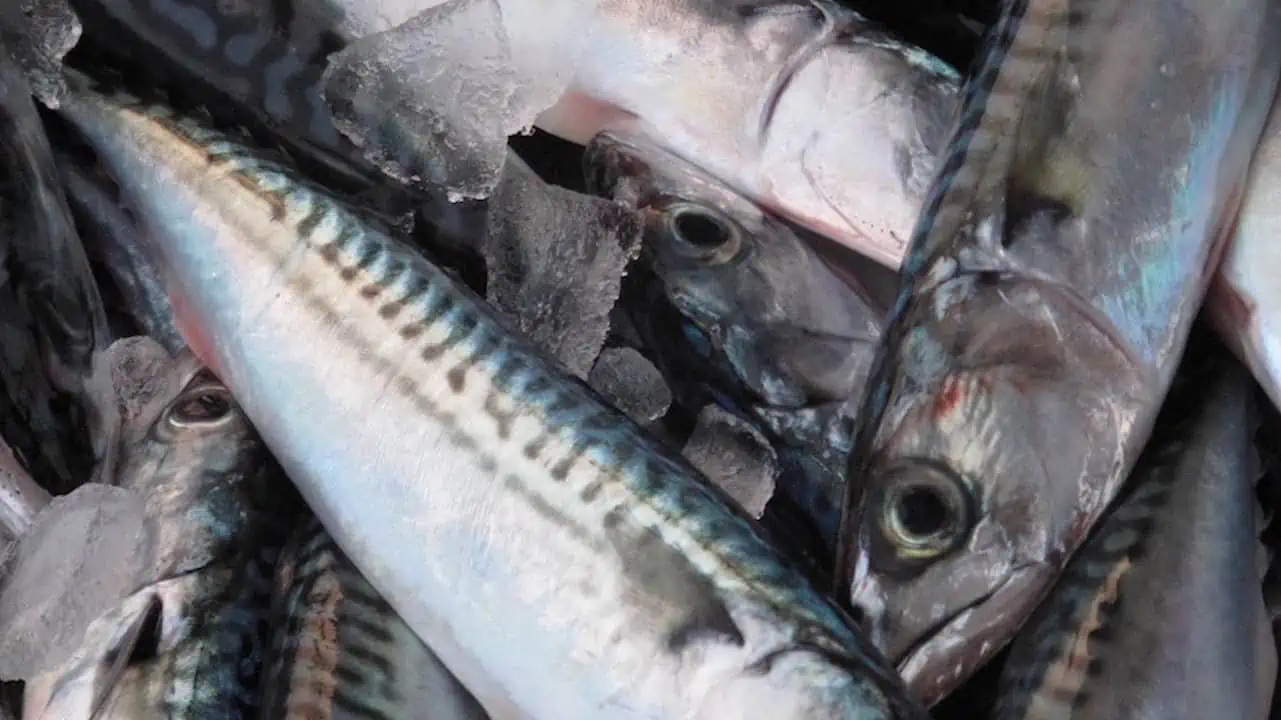 Read more about the article Norway-EU duty-free agreement excludes mackerel