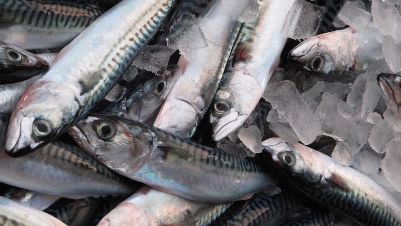 Read more about the article Minister asks MSC to reconsider mackerel suspension