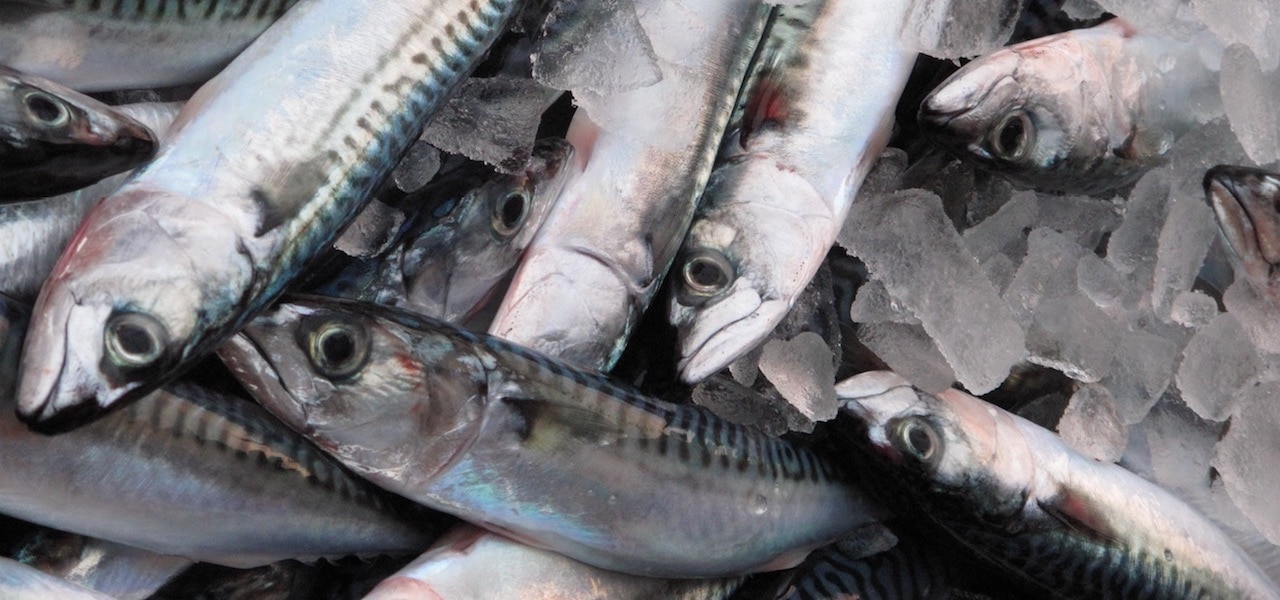 Read more about the article Threat of sanctions against Greenland and Iceland over mackerel policy