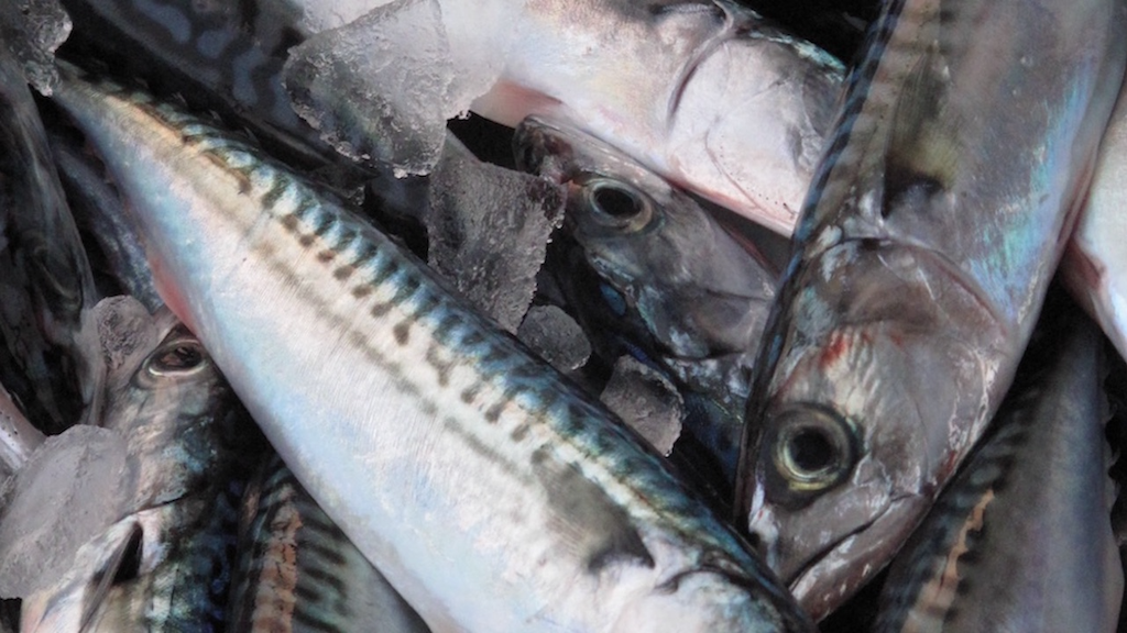 Read more about the article A million tonnes of overfished mackerel