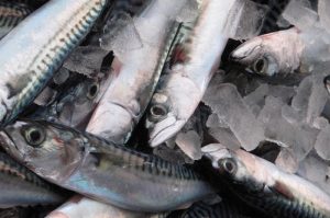 Mackerel are moving fast in Icelandic waters - @ Fiskerforum