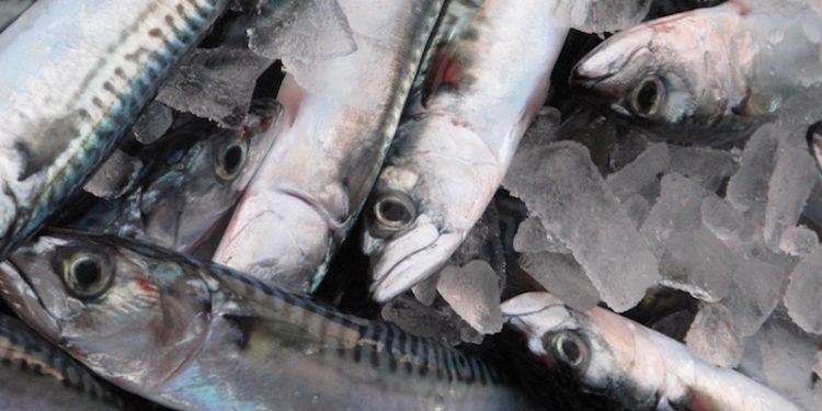 Mackerel are moving fast in Icelandic waters - @ Fiskerforum