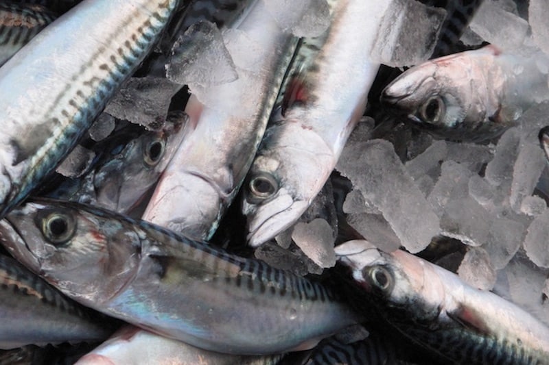 Read more about the article Mackerel moving fast