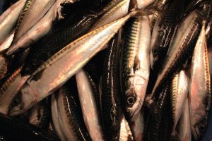 The cut in mackerel for Shetland has been branded as absurd - @ Fiskerforum