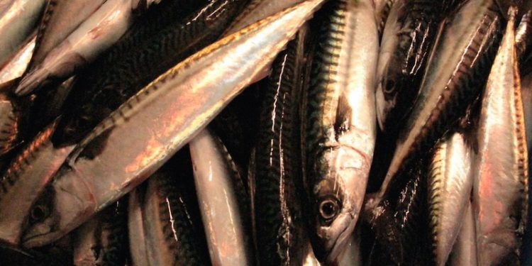 The cut in mackerel for Shetland has been branded as absurd - @ Fiskerforum
